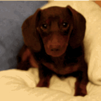 IMG_6426.gif