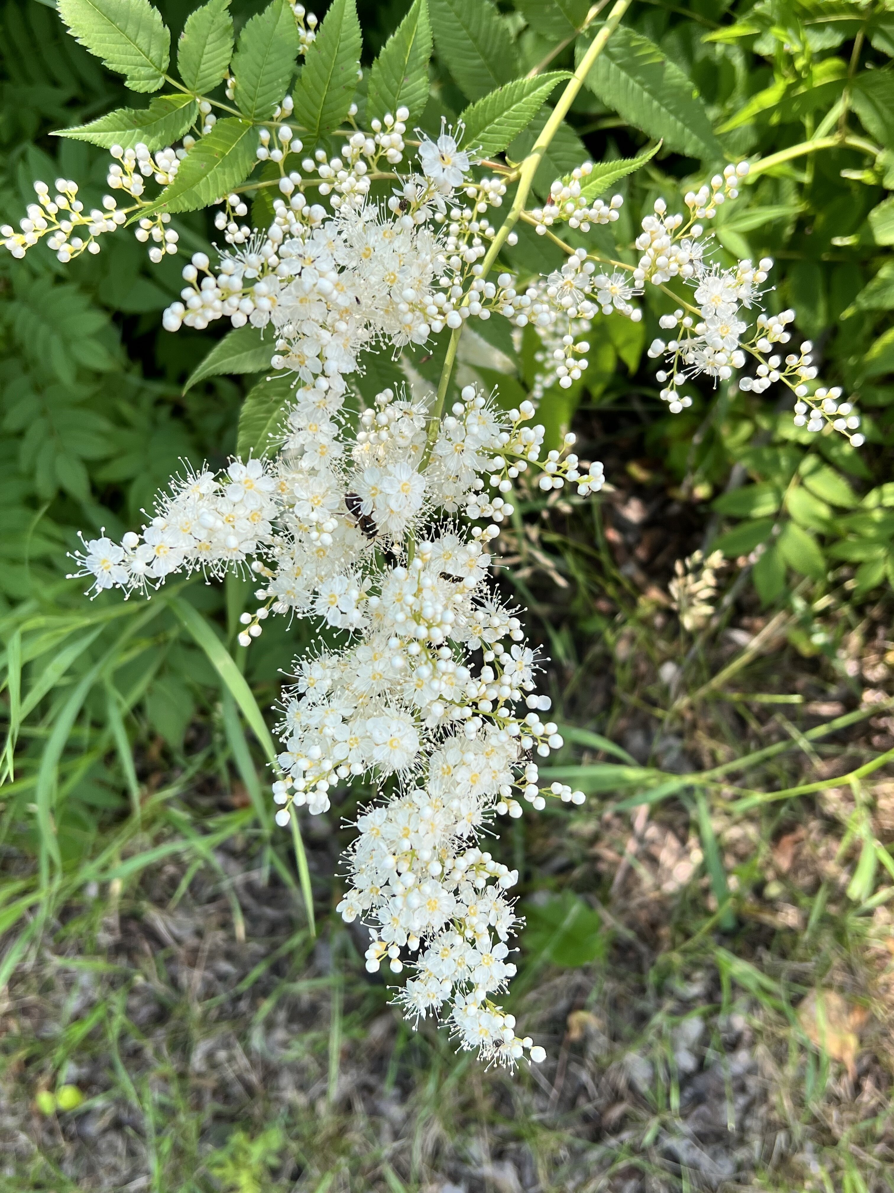 IMG_6450.jpeg