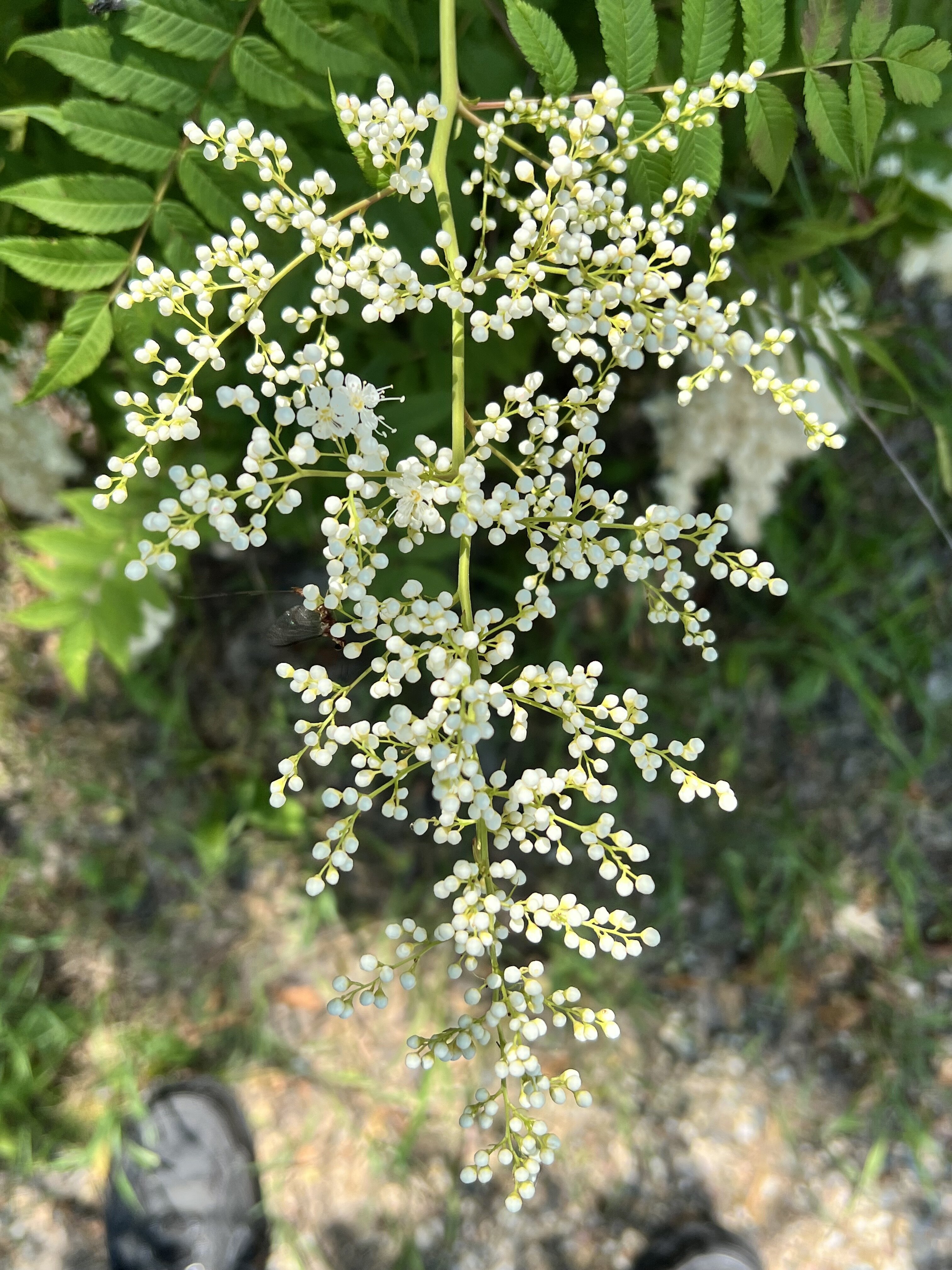 IMG_6451.jpeg