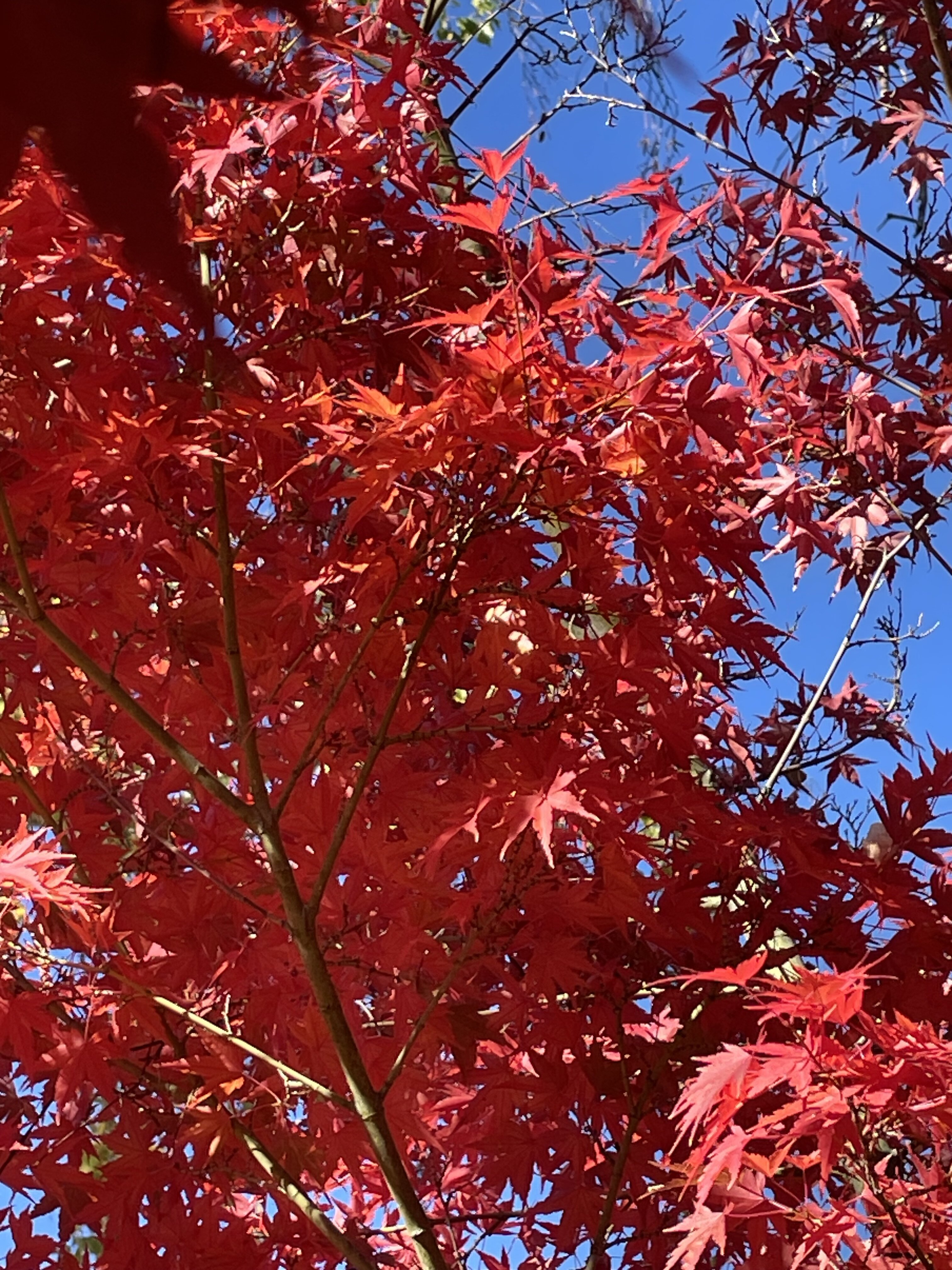 IMG_6751.jpeg