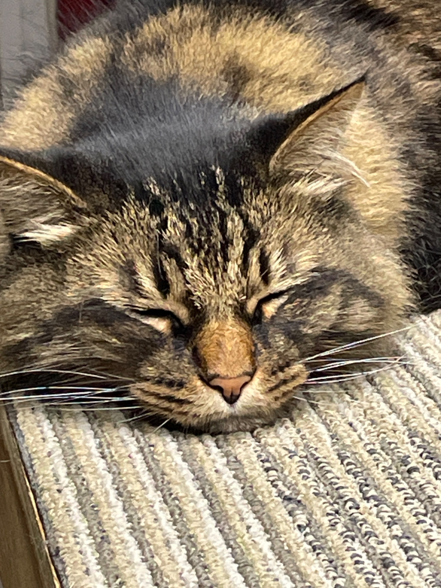 IMG_7308.jpeg