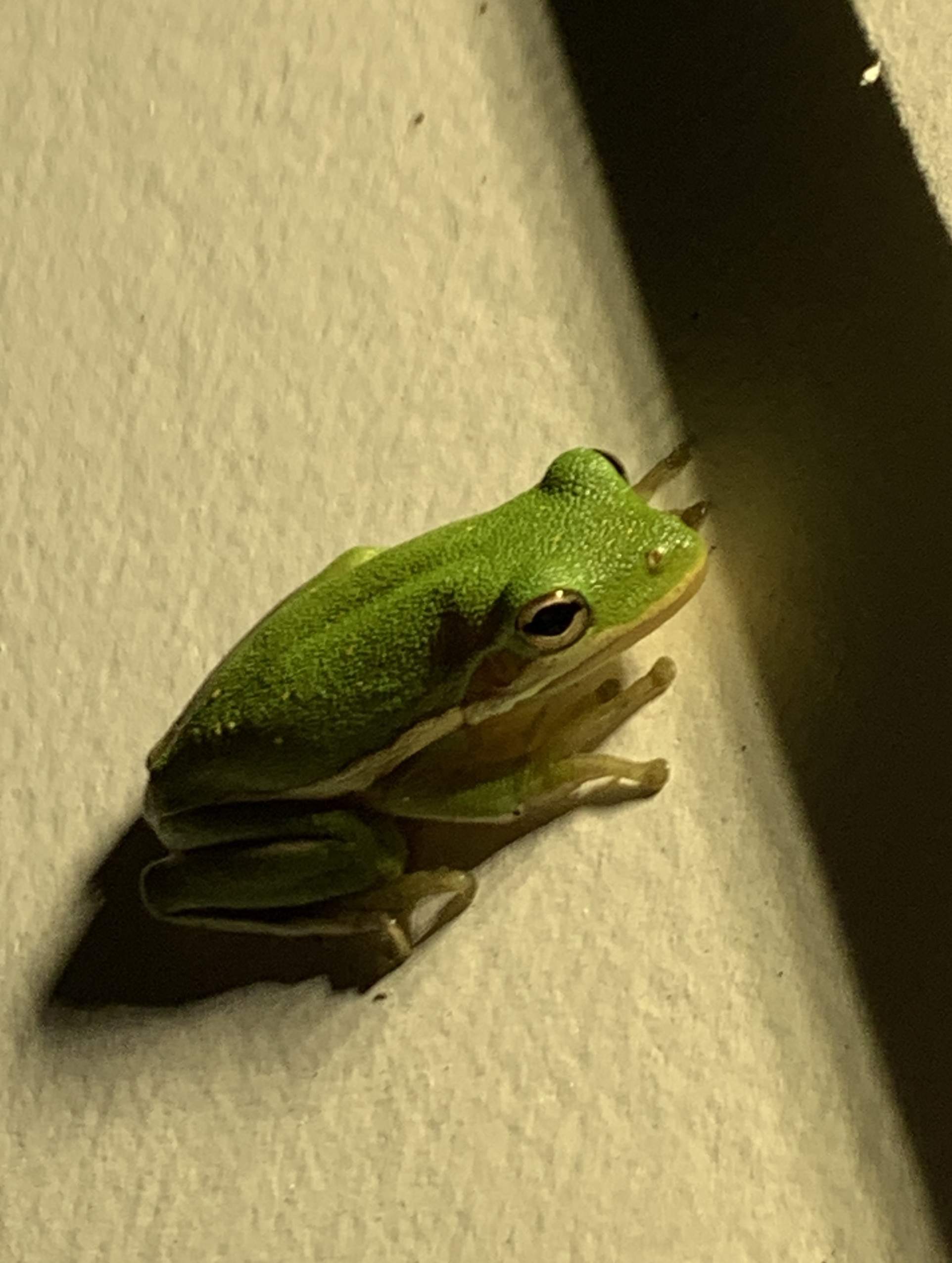 IMG_7760.jpeg