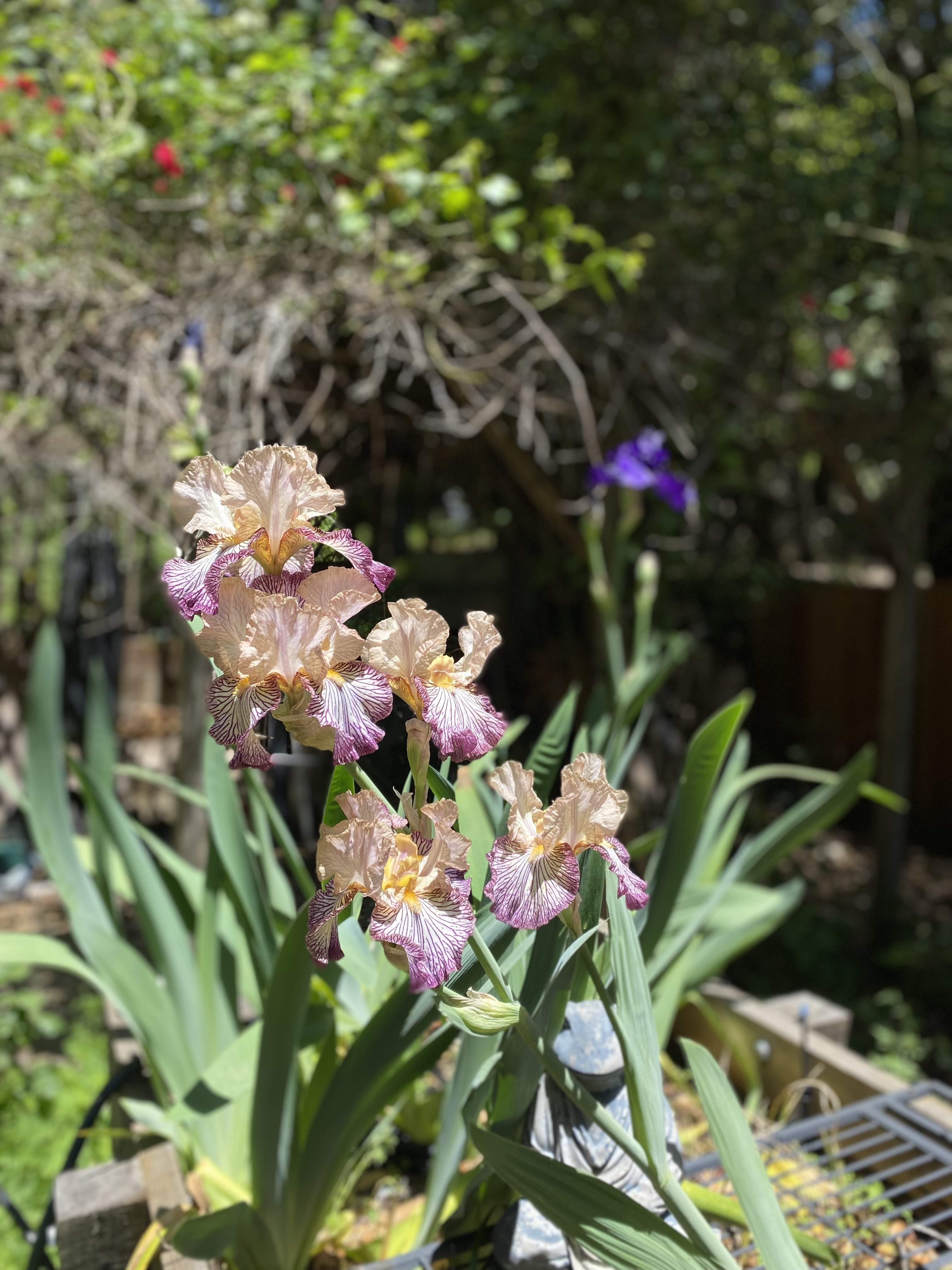 IMG_7793.jpeg