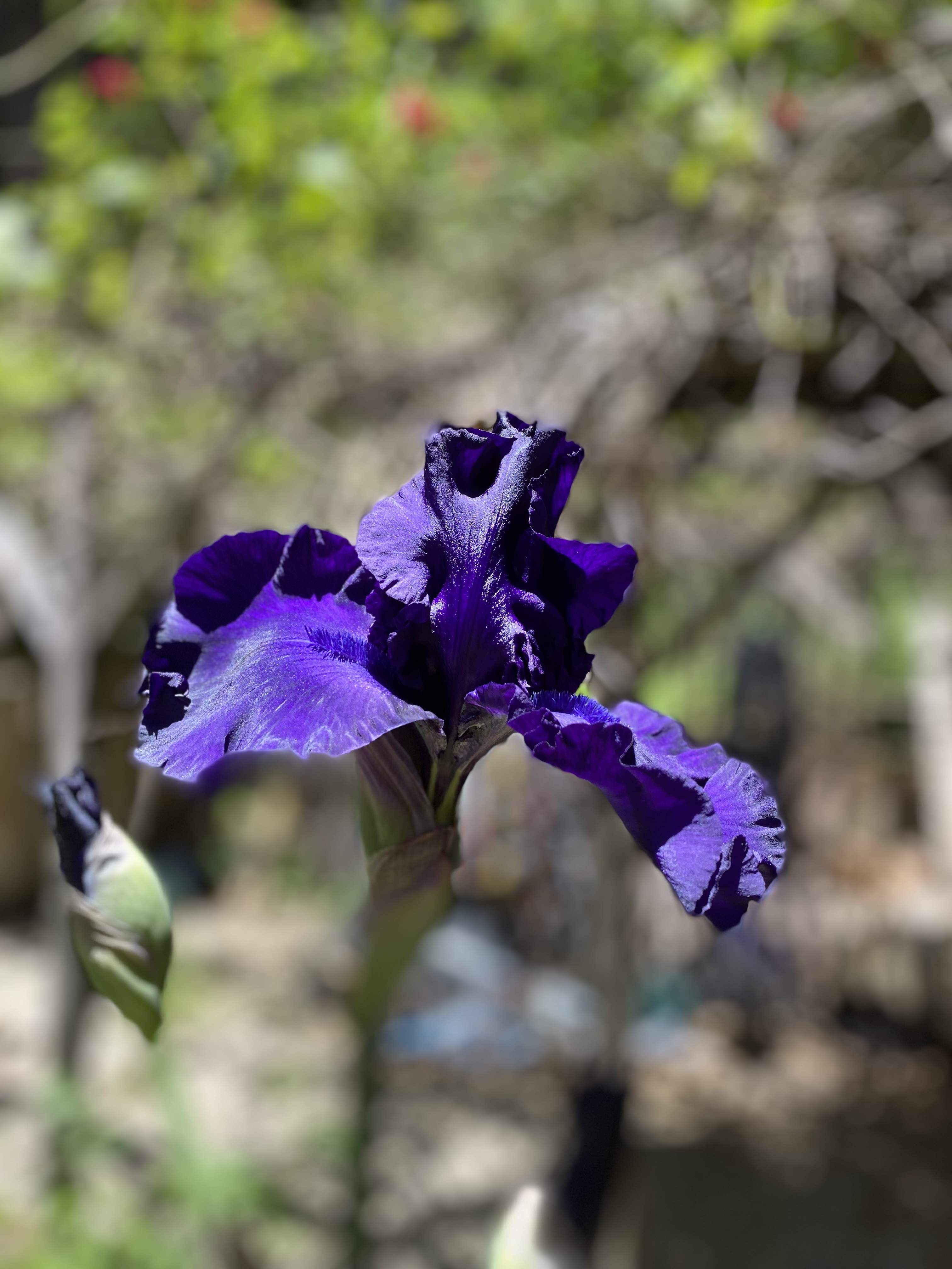 IMG_7796.jpeg