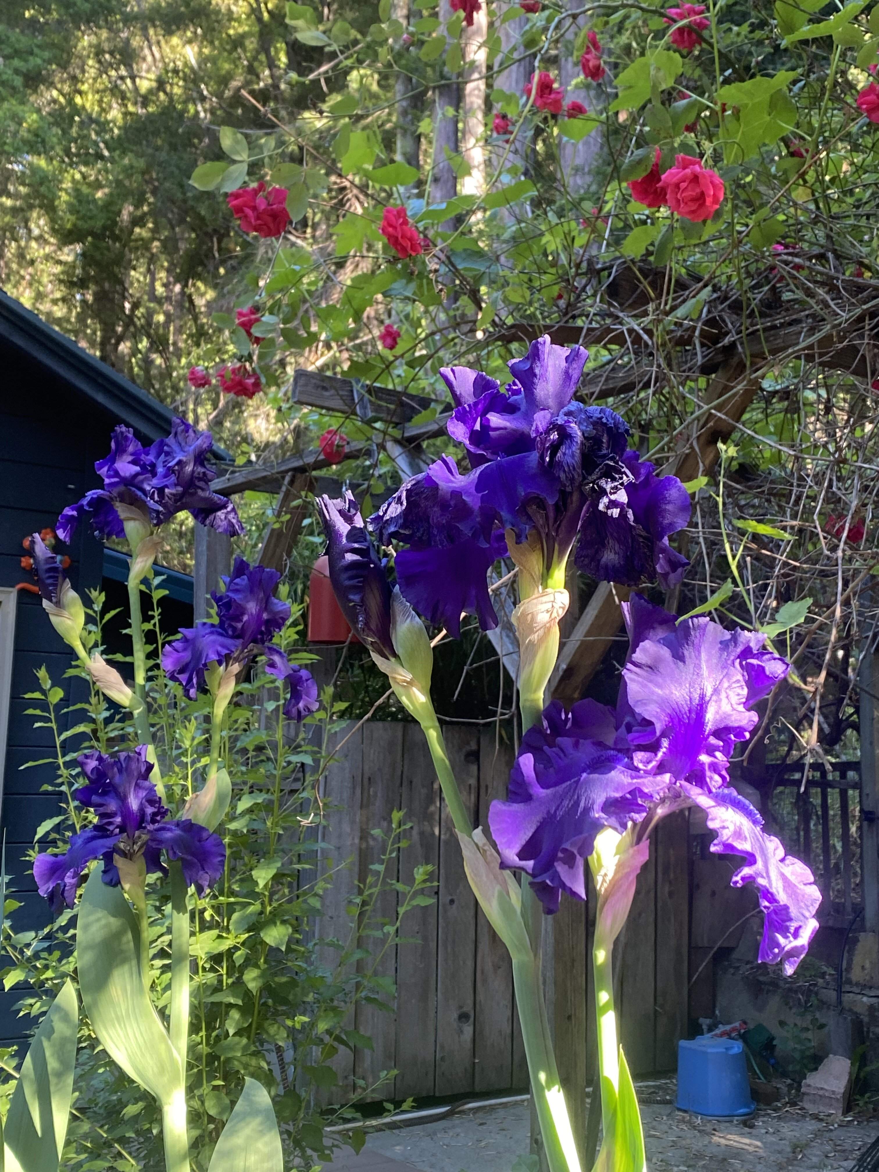 IMG_7804.jpeg