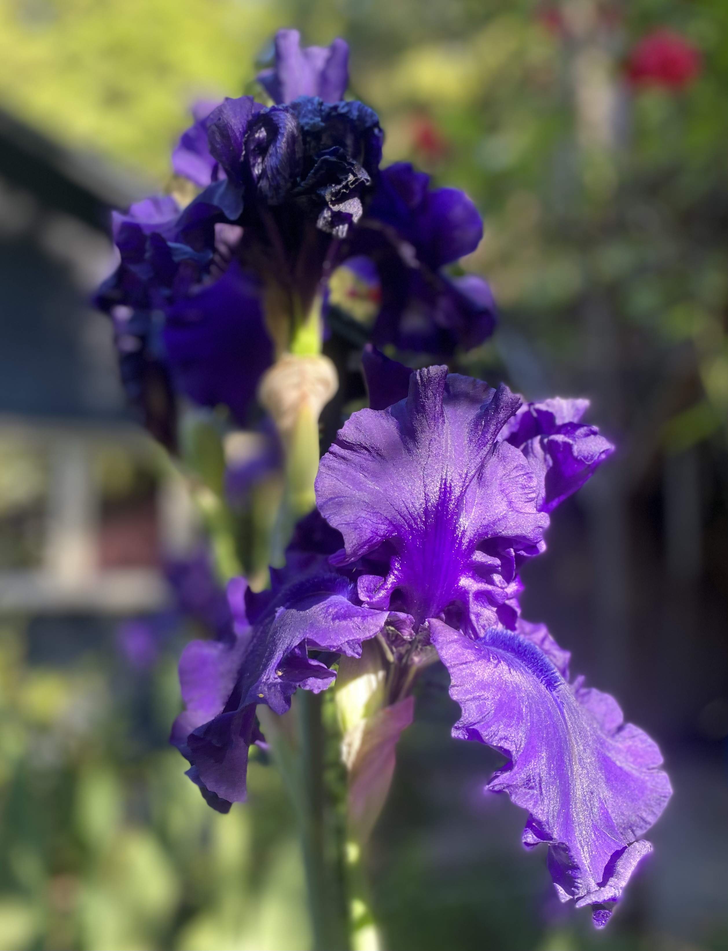 IMG_7805.jpeg
