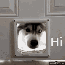 IMG_7917.gif