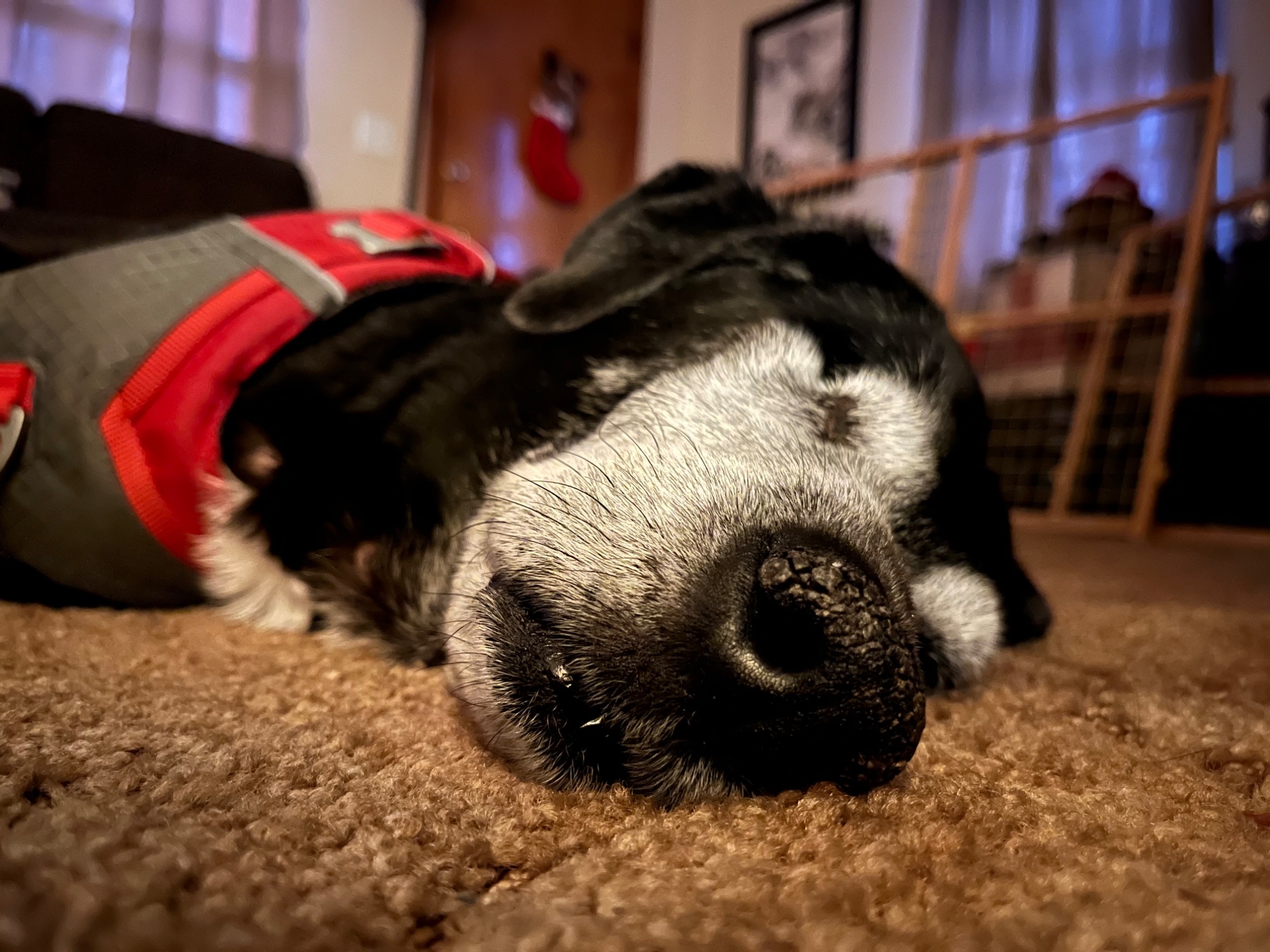 IMG_8887.jpeg