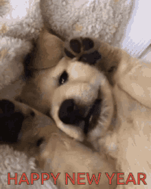 IMG_9150.gif