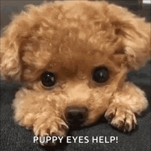 IMG_9922.gif