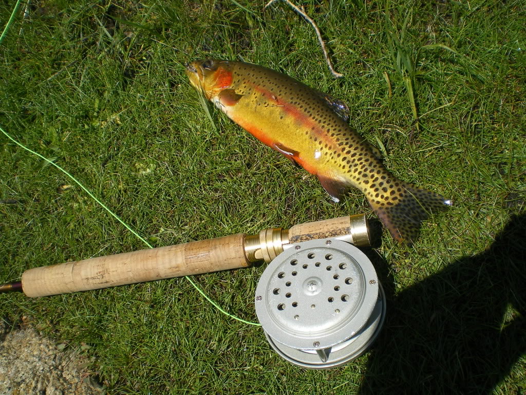 IMGP2564.jpg