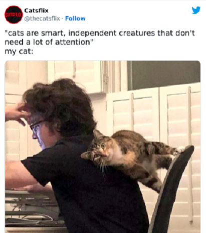 indie cat.png