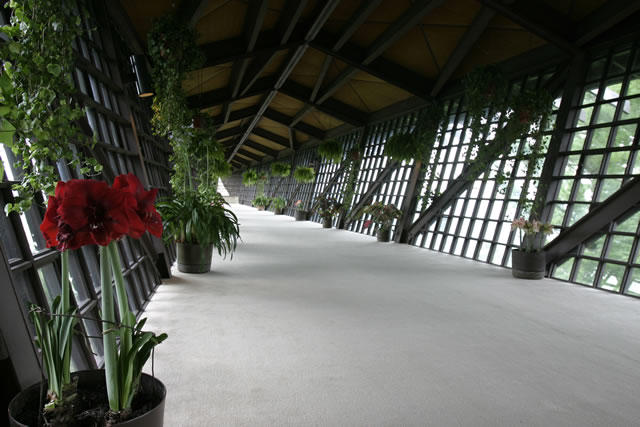 Infinity_Room_with_ferns_fs.jpg