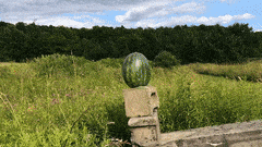 InnocentPleasantFruitfly-max-1mb.gif