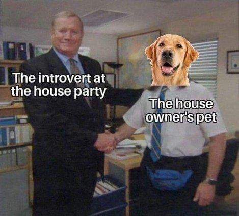 introvert dog.jpg