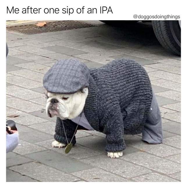 IPA dog.jpg
