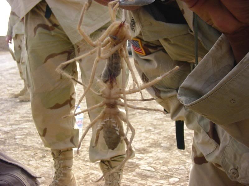 iraqi_spider.jpg