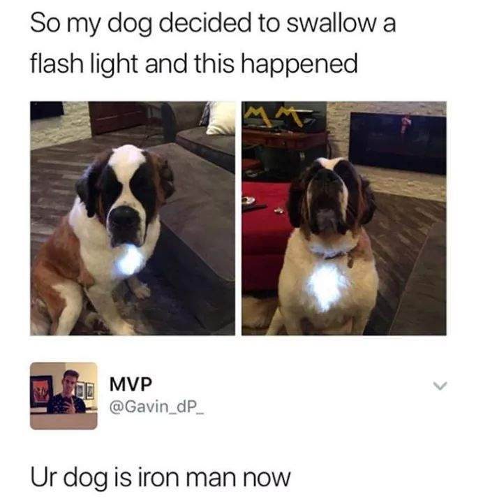 iron dog.jpg