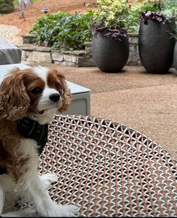 Isbell dog.jpg