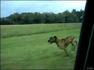 isfail%20dog.gif