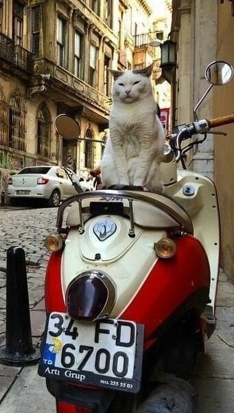 istanbul cat.jpg