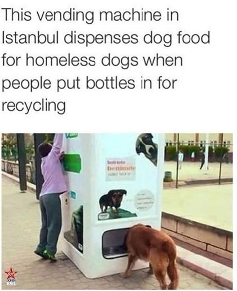 istanbul dog.jpg