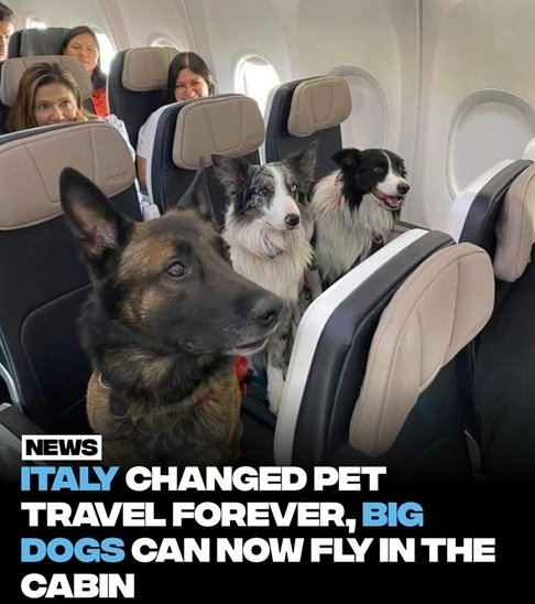 italy dogs.jpg