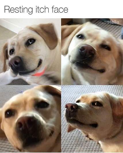 itch face.jpg