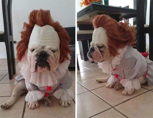 Itdog 1.jpg