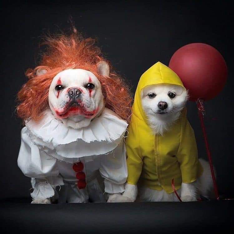 Itdogs 2.jpg