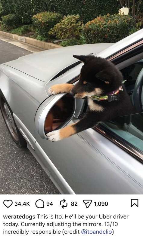 Ito dog.jpg