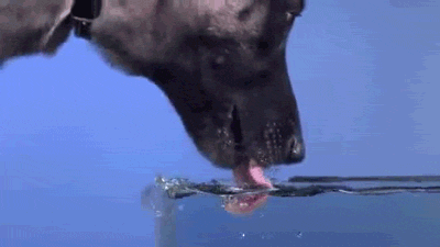 IuPjo.gif