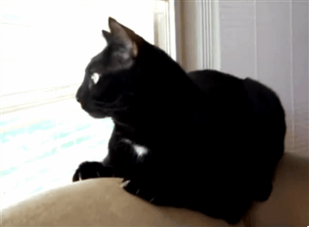 ixZOtBk.gif