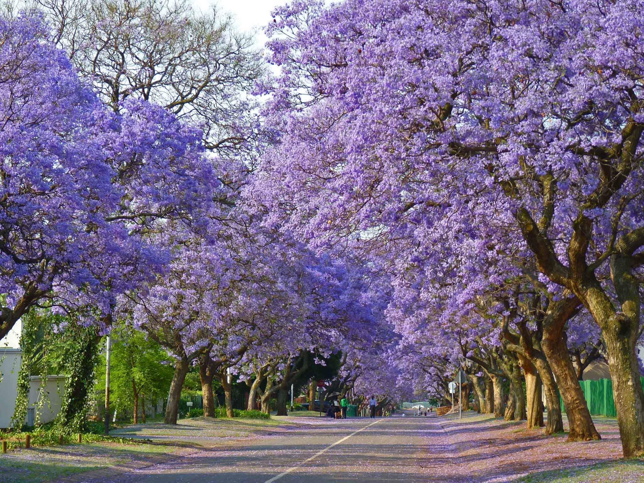 Jacarandas.jpg