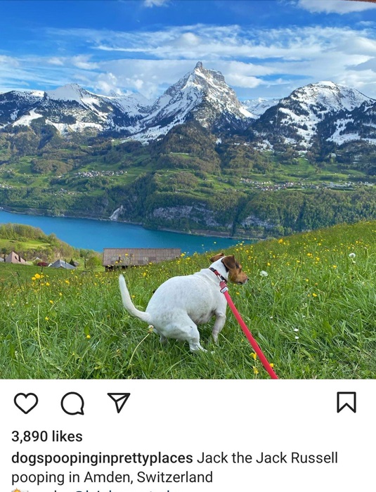 Jack dog.jpg