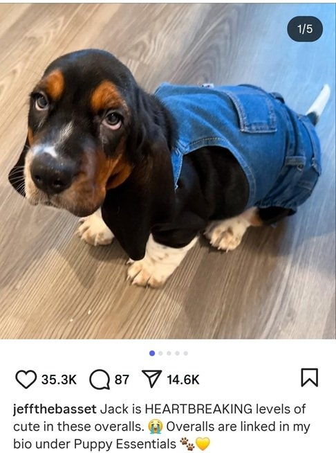 Jack dog.jpg