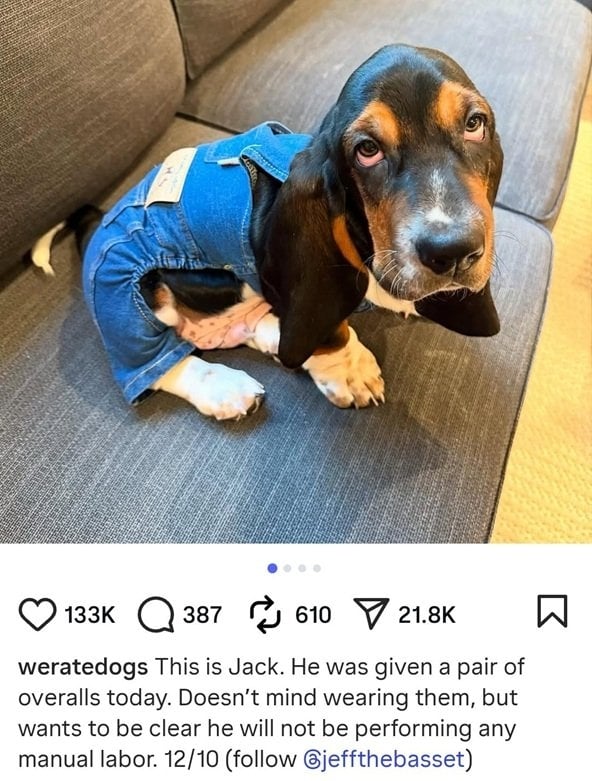 jack dog.jpg