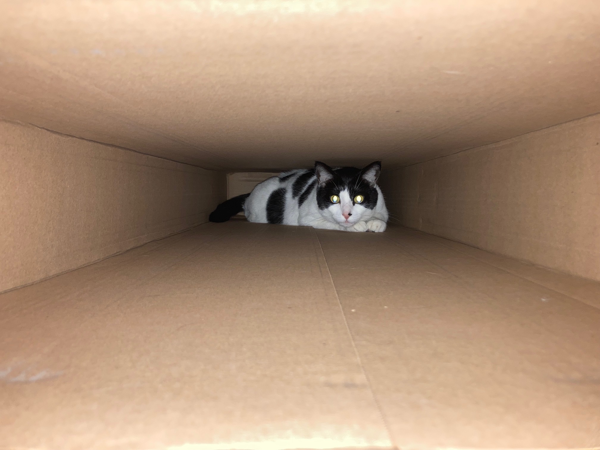 Jack in a box.jpg