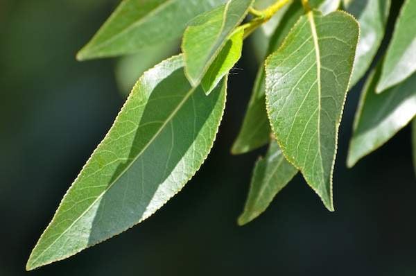 Jack-Narrowleaf-Cottonwood.jpg