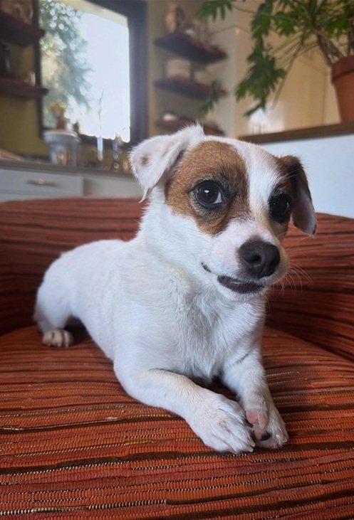 jack pup.jpg