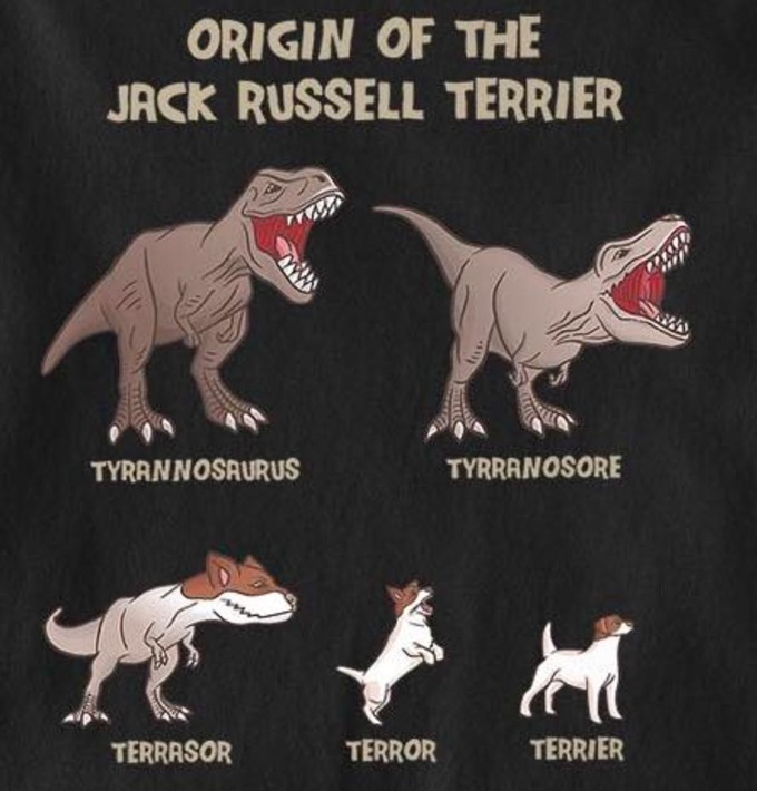 jack russell.jpg