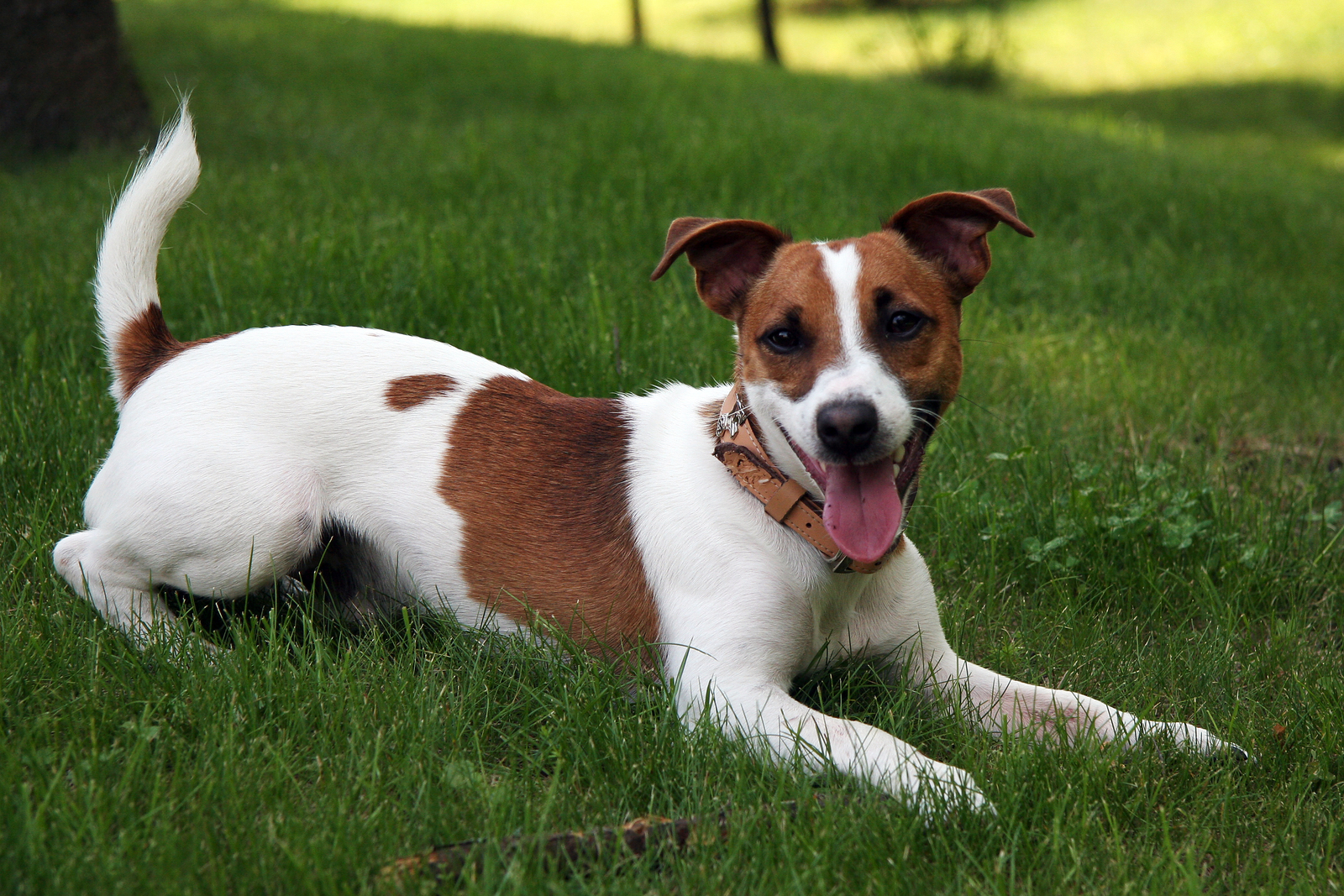 Jack_Russell_Terrier_2.jpg
