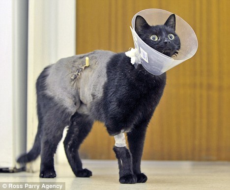 jackcat3.jpg