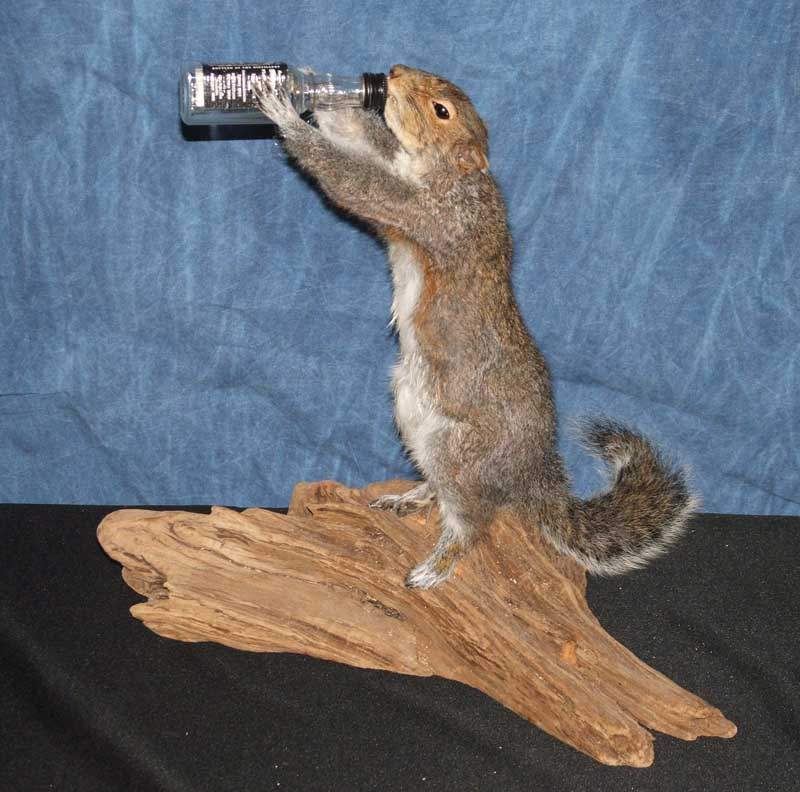 Jacksquirell.jpg