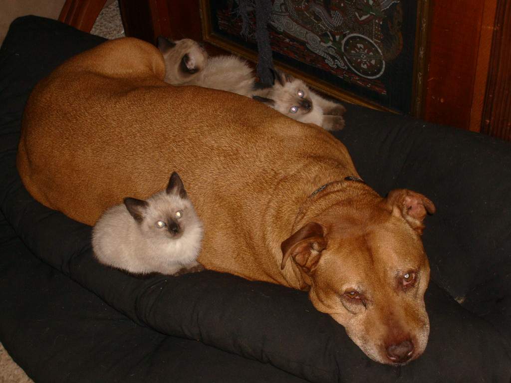 jai_kitties2.jpg