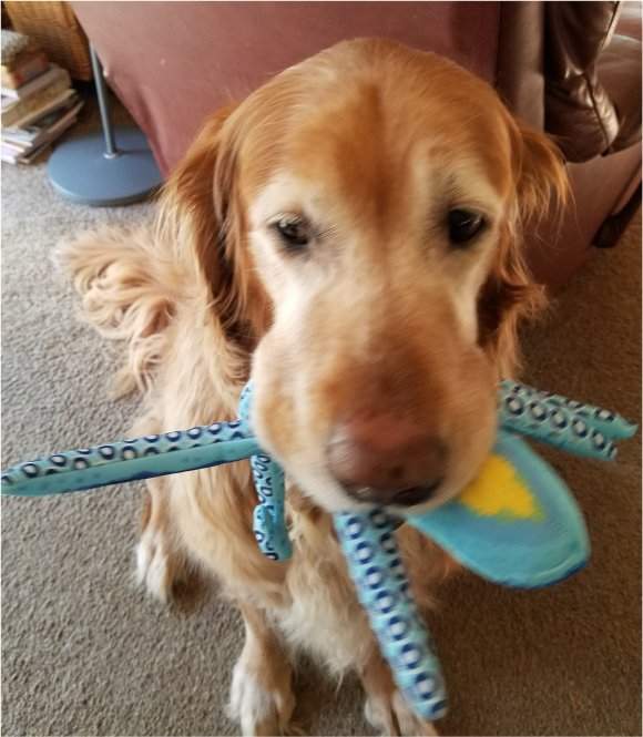 Jake&toy.jpg