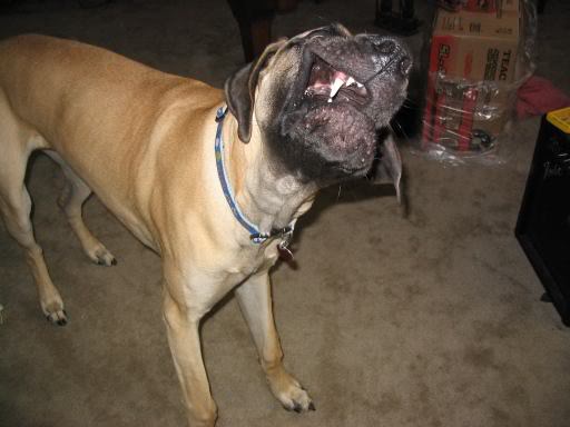 jakebark.jpg