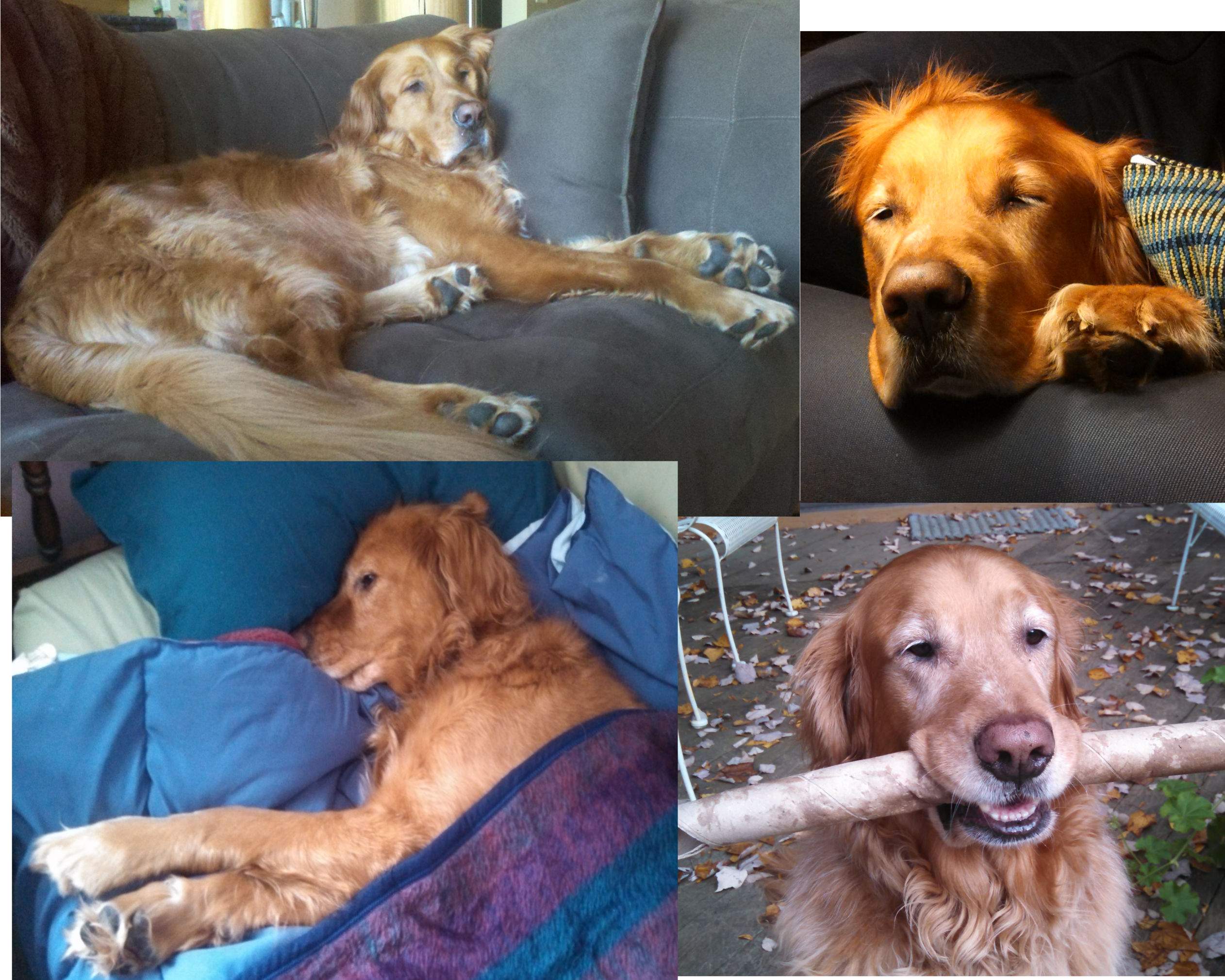 JakeCollage.jpg