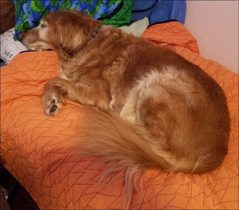 JakeSnoozing.jpg