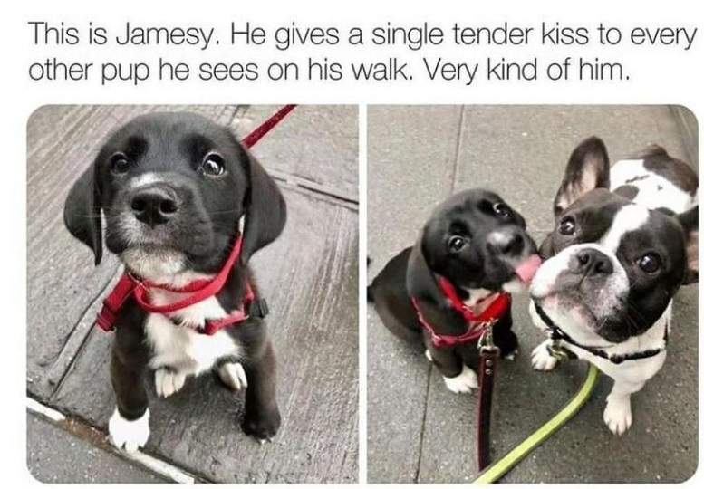 james dog.jpg